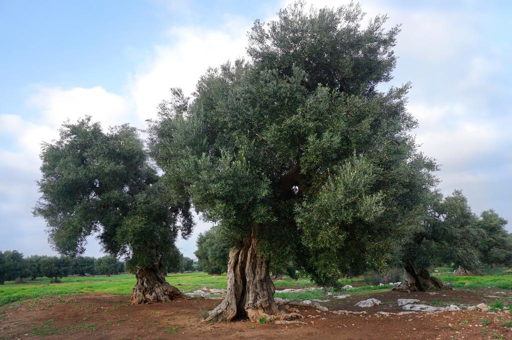 Masseria Capece Vakantieboerderij Cisternino